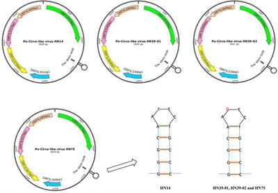 Genetic characterization of four strains porcine circovirus-like viruses in pigs with diarrhea in Hunan Province of China